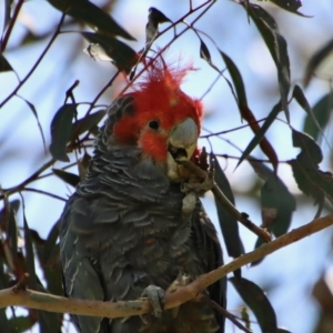 Callocephalon fimbriatum at Hughes, ACT - 11 Dec 2022