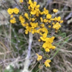 Bossiaea foliosa (Leafy Bossiaea) at Mount Clear, ACT - 6 Dec 2022 by waltraud