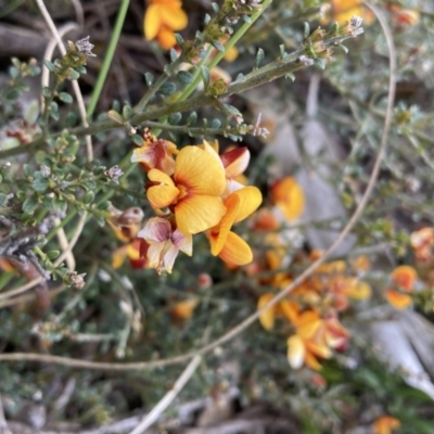 Mirbelia oxylobioides (Mountain Mirbelia) at Mount Clear, ACT - 6 Dec 2022 by waltraud