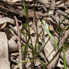 Linaria pelisseriana (Pelisser's Toadflax) at Throsby, ACT - 11 Dec 2022 by stofbrew