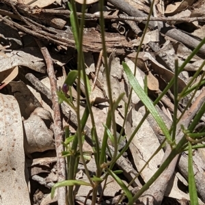 Linaria pelisseriana at Throsby, ACT - 11 Dec 2022