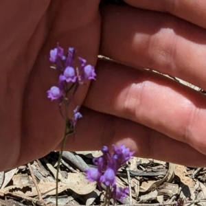 Linaria pelisseriana at Throsby, ACT - 11 Dec 2022