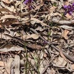 Linaria pelisseriana at Throsby, ACT - 11 Dec 2022