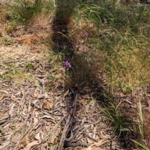 Linaria pelisseriana at Throsby, ACT - 11 Dec 2022