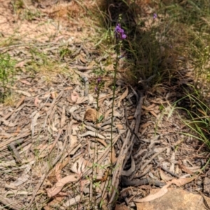 Linaria pelisseriana at Throsby, ACT - 11 Dec 2022