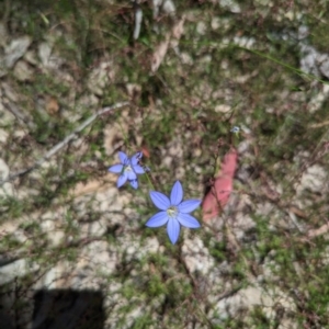 Wahlenbergia sp. at Throsby, ACT - 11 Dec 2022