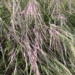 Nassella neesiana (Chilean Needlegrass) at The Fair, Watson - 3 Dec 2022 by waltraud