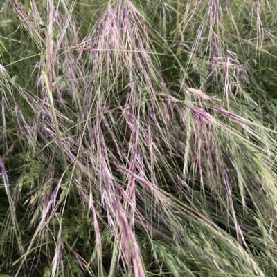 Nassella neesiana (Chilean Needlegrass) at Watson, ACT - 3 Dec 2022 by waltraud