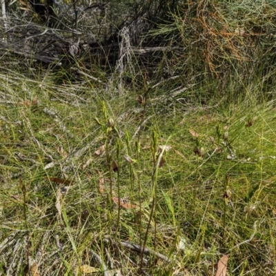 Cryptostylis erecta (Bonnet Orchid) at Ulladulla, NSW - 10 Dec 2022 by Marchien