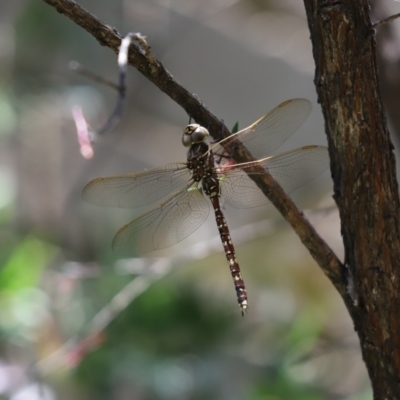 Adversaeschna brevistyla (Blue-spotted Hawker) at Cook, ACT - 11 Dec 2022 by Tammy