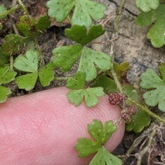 Hydrocotyle tripartita at Currawang, NSW - 11 Dec 2022