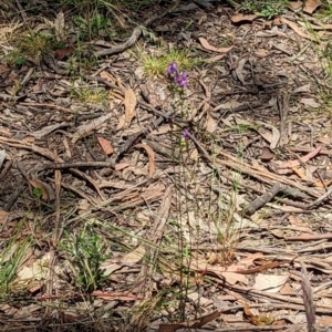 Linaria pelisseriana at Throsby, ACT - 11 Dec 2022 01:05 PM