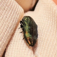 Diphucrania aurocyanea (A jewel beetle) at Molonglo Valley, ACT - 10 Dec 2022 by CathB