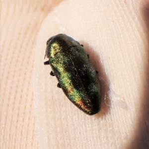 Diphucrania aurocyanea at Molonglo Valley, ACT - 11 Dec 2022