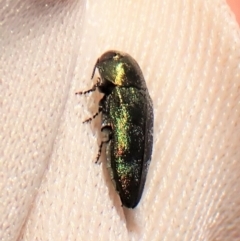 Diphucrania aurocyanea at Molonglo Valley, ACT - 11 Dec 2022