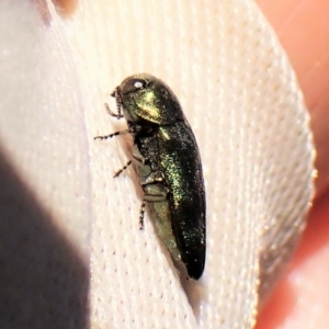 Diphucrania aurocyanea at Molonglo Valley, ACT - 11 Dec 2022