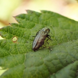 Aaaaba fossicollis at Molonglo Valley, ACT - 11 Dec 2022