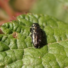 Aaaaba fossicollis at Molonglo Valley, ACT - 11 Dec 2022