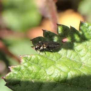 Aaaaba fossicollis at Molonglo Valley, ACT - 11 Dec 2022