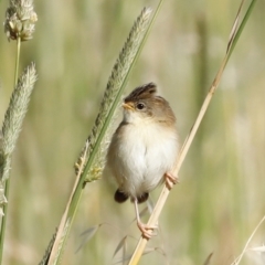 Cisticola exilis (Golden-headed Cisticola) at Fyshwick, ACT - 11 Dec 2022 by JimL