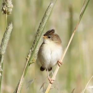 Cisticola exilis at Fyshwick, ACT - 11 Dec 2022