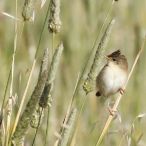 Cisticola exilis at Fyshwick, ACT - 11 Dec 2022