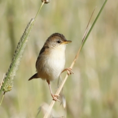 Cisticola exilis at Fyshwick, ACT - 11 Dec 2022