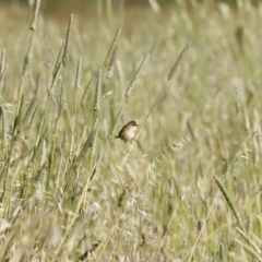 Cisticola exilis at Fyshwick, ACT - 11 Dec 2022