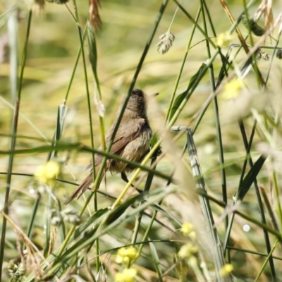 Acrocephalus australis (Australian Reed-Warbler) at Fyshwick, ACT - 11 Dec 2022 by JimL