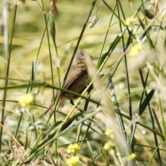 Acrocephalus australis at Fyshwick, ACT - 11 Dec 2022