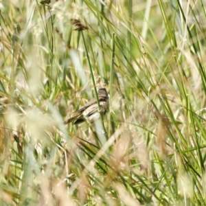 Acrocephalus australis at Fyshwick, ACT - 11 Dec 2022