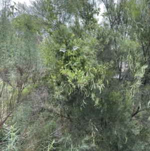 Passiflora caerulea at Aranda, ACT - 11 Dec 2022