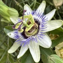 Passiflora caerulea at Aranda, ACT - 11 Dec 2022