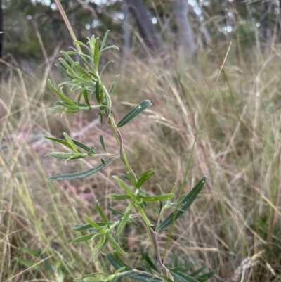 Billardiera scandens (Hairy Apple Berry) at Aranda, ACT - 11 Dec 2022 by lbradley