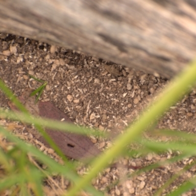 Formicidae (family) (Unidentified ant) at Weston, ACT - 11 Dec 2022 by AliceH