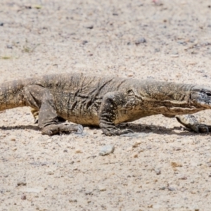 Varanus rosenbergi at Booth, ACT - 6 Dec 2022