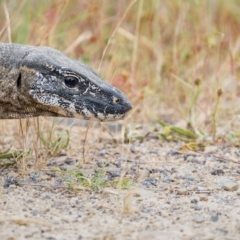 Varanus rosenbergi at Booth, ACT - 6 Dec 2022