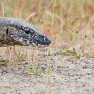 Varanus rosenbergi at Booth, ACT - 6 Dec 2022