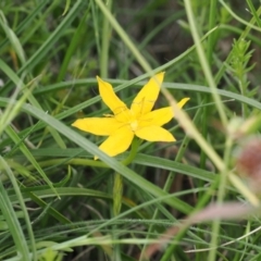 Hypoxis hygrometrica var. hygrometrica (Golden Weather-grass) at Mount Clear, ACT - 5 Dec 2022 by RAllen