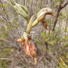 Oligochaetochilus hamatus (Southern Hooked Rustyhood) at Tennent, ACT - 11 Dec 2022 by Venture