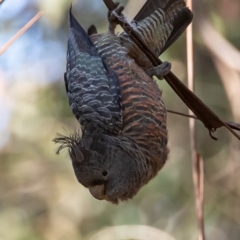 Callocephalon fimbriatum (Gang-gang Cockatoo) at Cotter River, ACT - 6 Dec 2022 by JohnHurrell