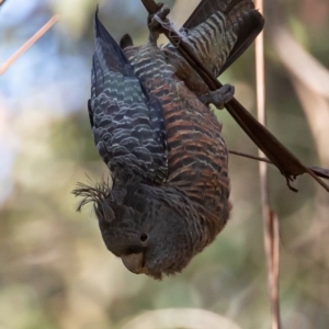 Callocephalon fimbriatum at Cotter River, ACT - 6 Dec 2022