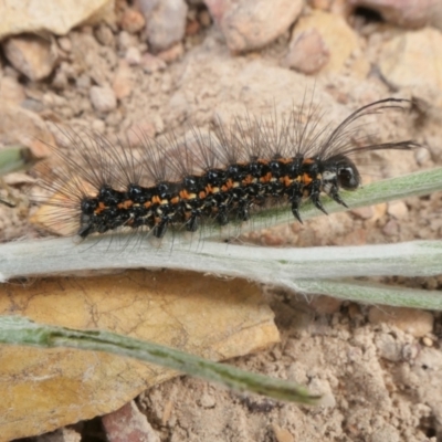 Nyctemera amicus (Senecio Moth, Magpie Moth, Cineraria Moth) at Rugosa - 11 Dec 2022 by SenexRugosus