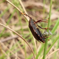 Notius consputus at Yass River, NSW - 11 Dec 2022