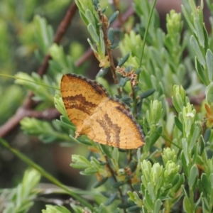 Chrysolarentia correlata at Mount Clear, ACT - 5 Dec 2022