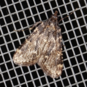 Aglossa caprealis at O'Connor, ACT - 4 Dec 2022