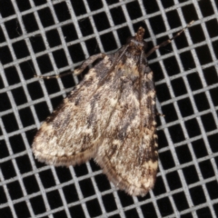 Aglossa caprealis (Small Tabby, Stored Grain Moth) at O'Connor, ACT - 4 Dec 2022 by ibaird