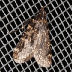 Aglossa caprealis at O'Connor, ACT - 4 Dec 2022