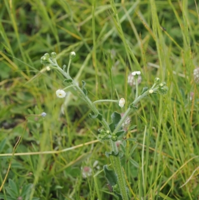 Hackelia suaveolens (Sweet Hounds Tongue) at Rendezvous Creek, ACT - 5 Dec 2022 by RAllen