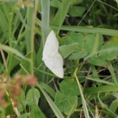 Taxeotis endela (Looper or geometer moth) at Rendezvous Creek, ACT - 5 Dec 2022 by RAllen